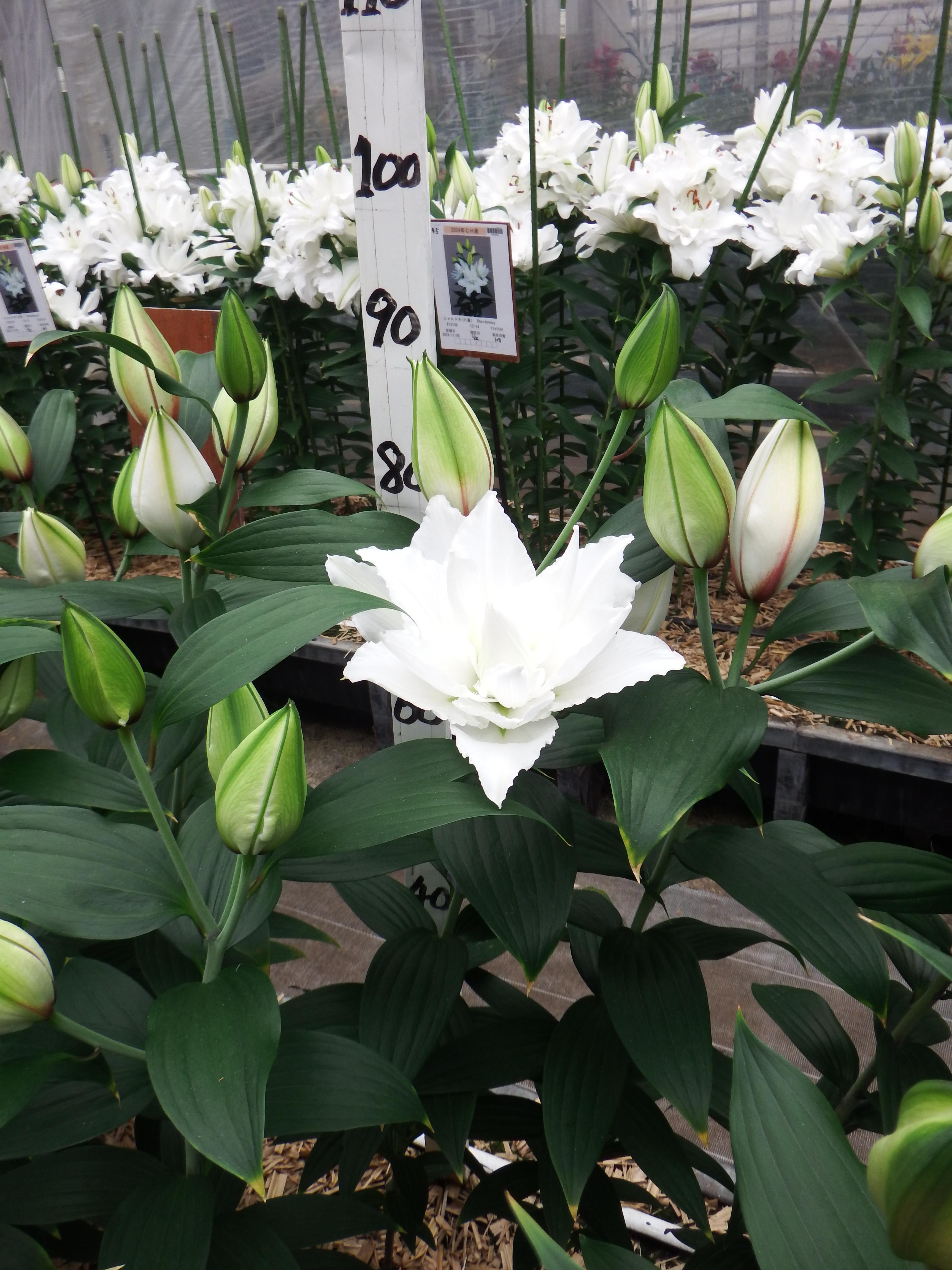 ホワイトトルネード(八重)